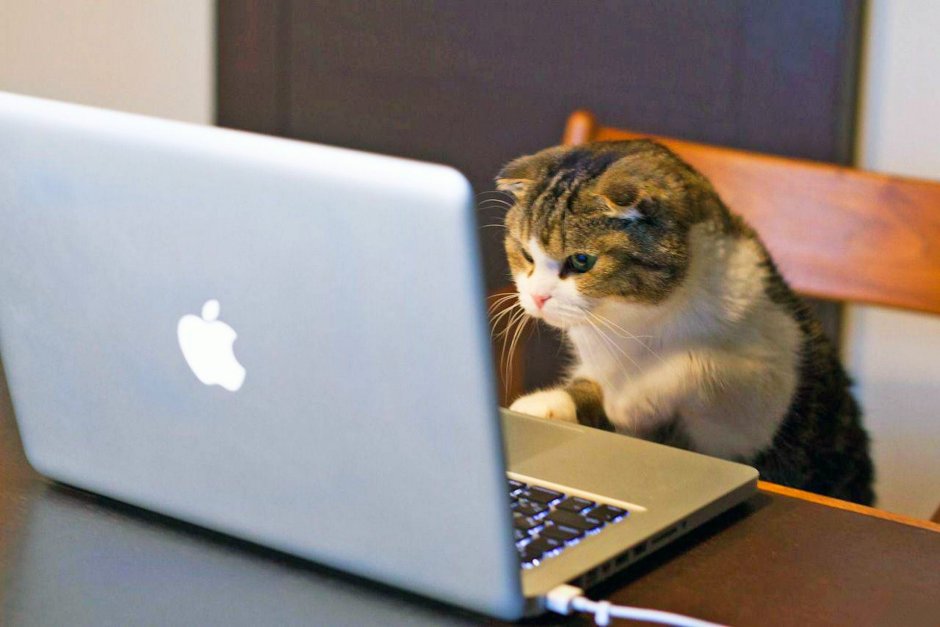 Котик за компьютером
