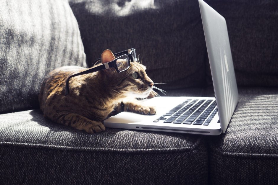 Котик за компьютером