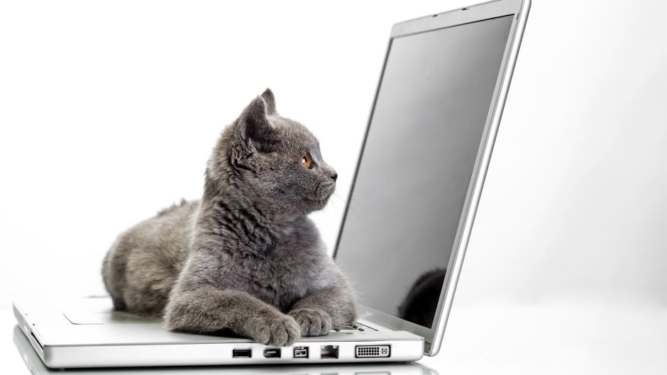 Котенок на ноутбуке