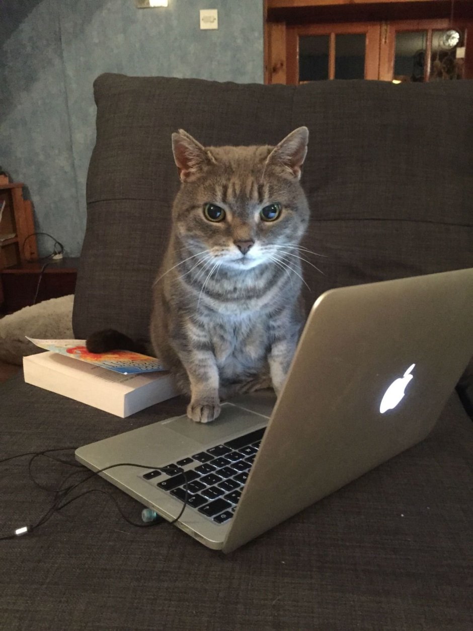 Котик за компьютером