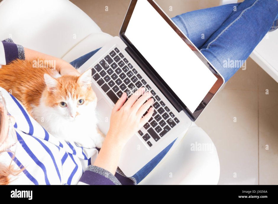 Котенок на ноутбуке