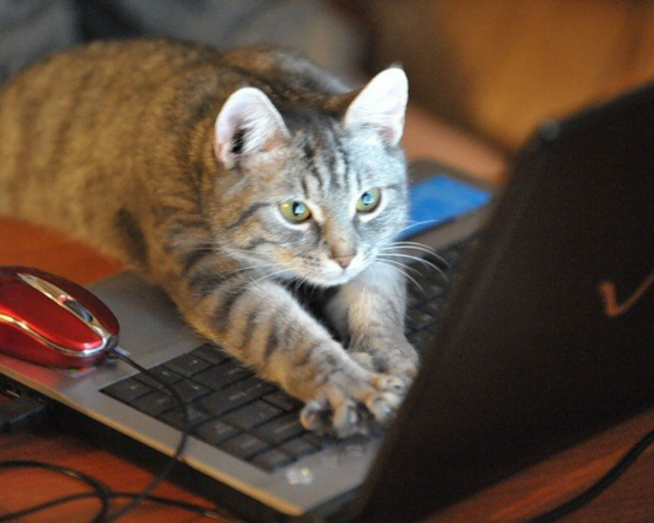 Котик за ноутбуком