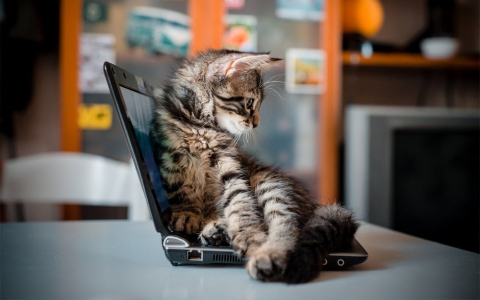 Котик за компьютером