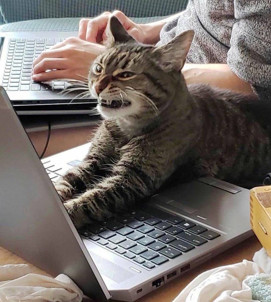 Кот с ноутбуком