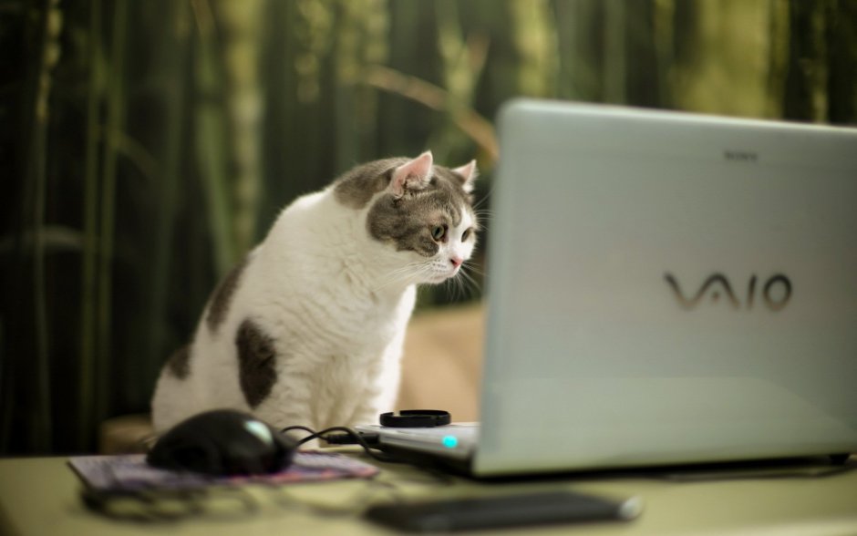 Котенок и компьютер