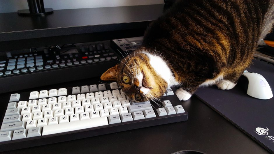 Коты за ноутбуком