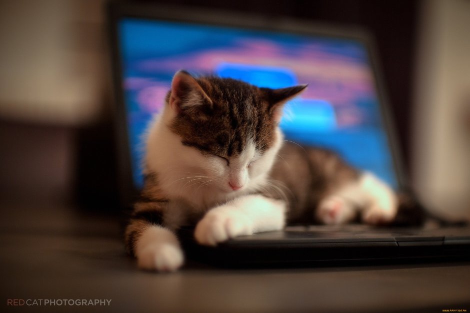 Котенок и компьютер