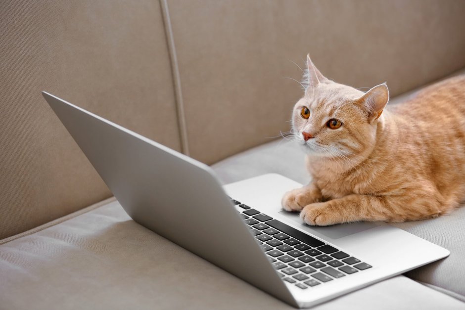 Котенок за компьютером