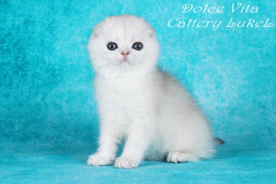 Скоттиш фолд серебристая шиншилла
