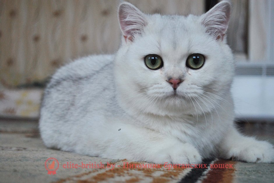 Шотландская вислоухая шиншилла затушеванная