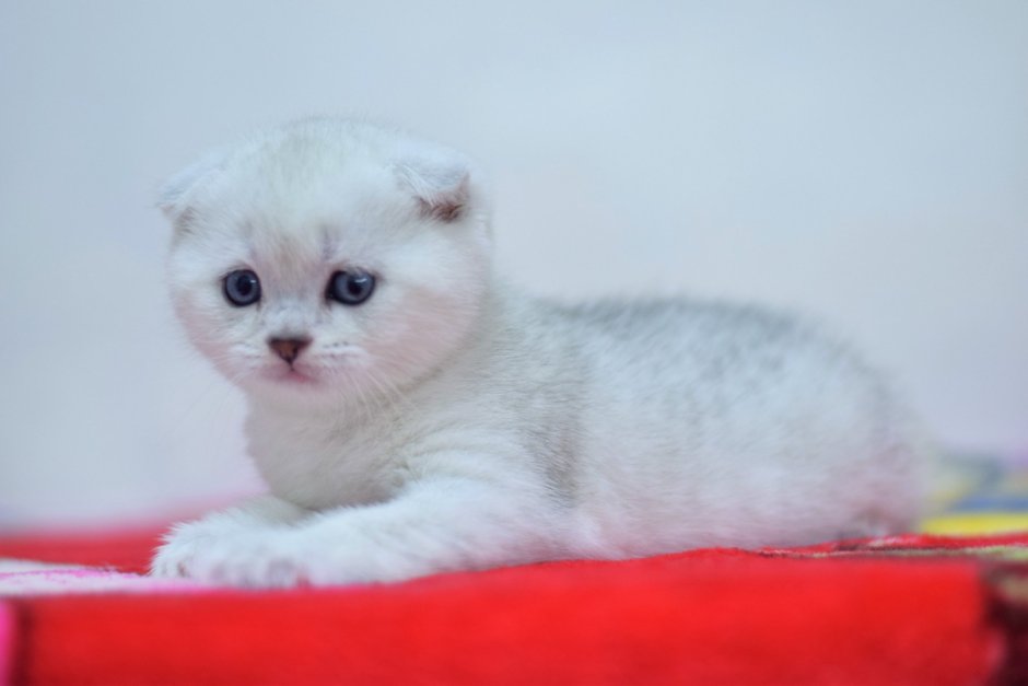 Шотландская вислоухая шиншилла