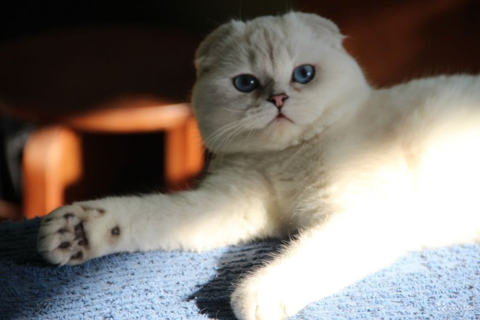 Шотландские котята серебристая шиншилла