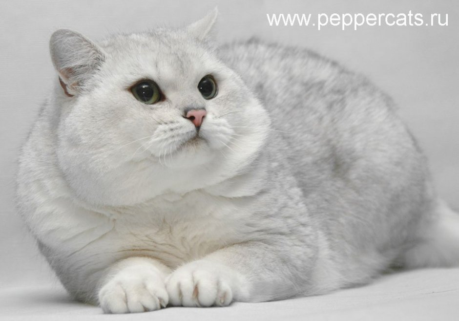Американский вислоухий серебристая шиншилла