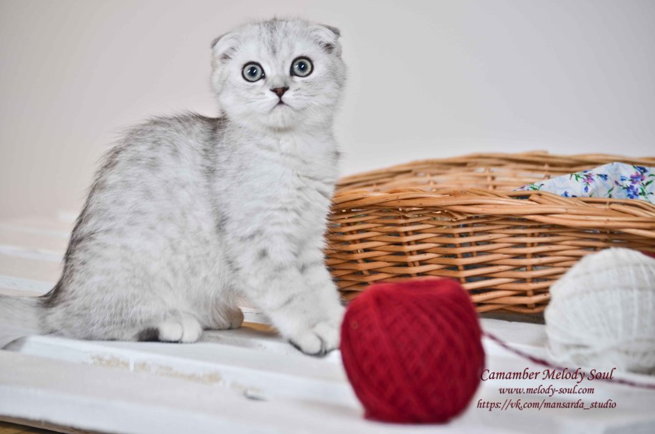 Скоттиш фолд Шотландская шиншилла