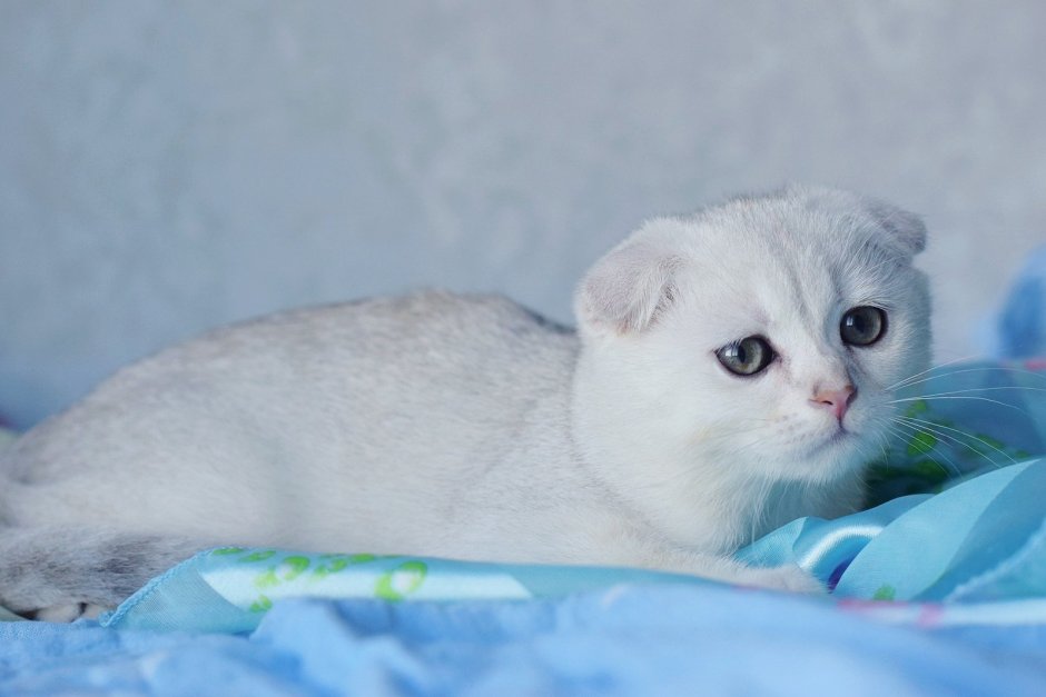 Сергач шиншилла кошка