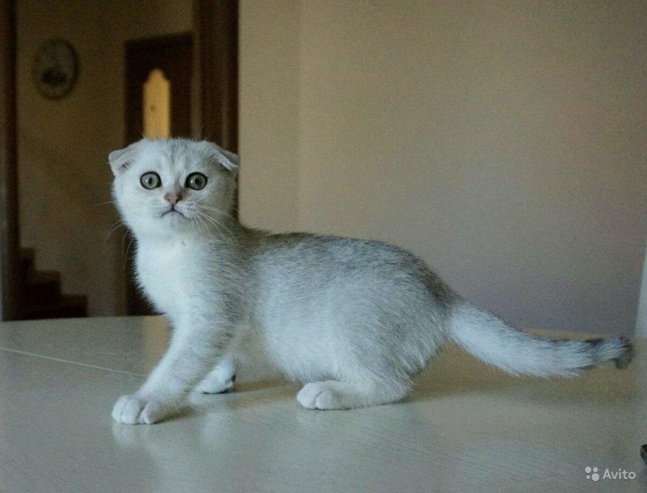 Британская шиншилла Пойнт