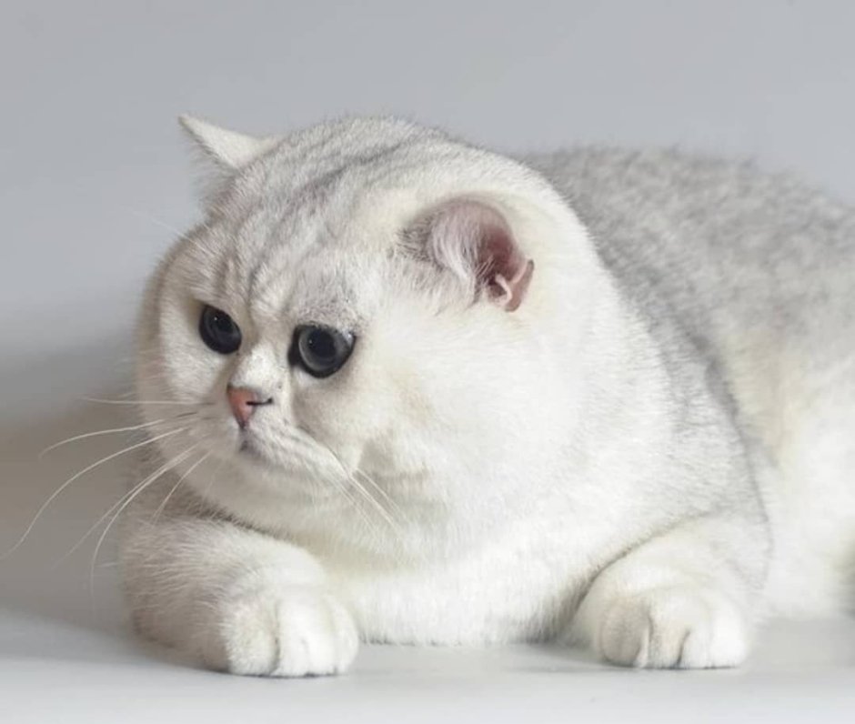 Шотландская шиншилла кошка