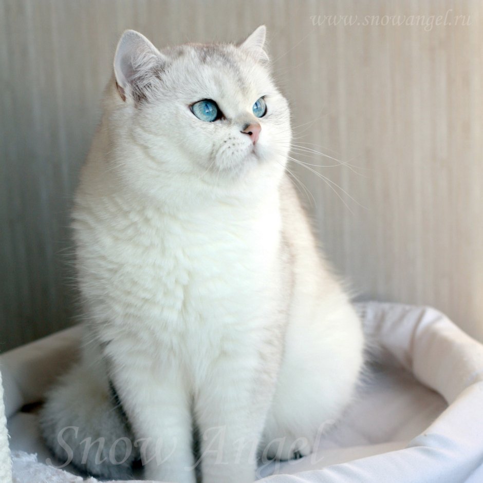 Сиамская Британская шиншилла