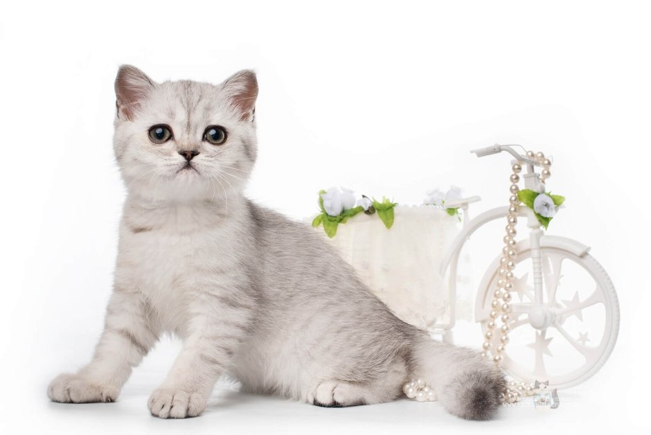 Silver & Gold питомник шотландских кошек