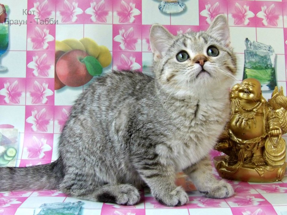 Шотландская шиншилла табби