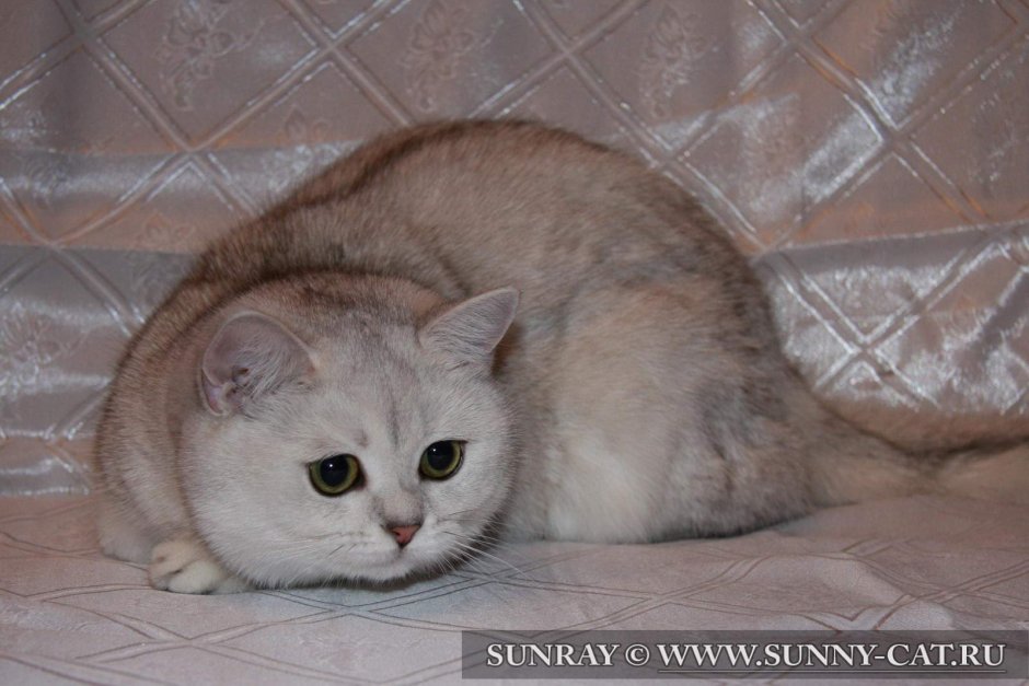 Британская Сибирская шиншилла кошка