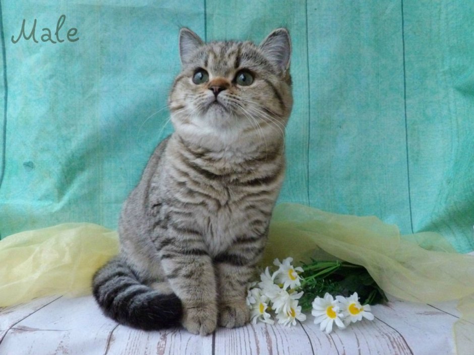 Золотая шиншилла табби