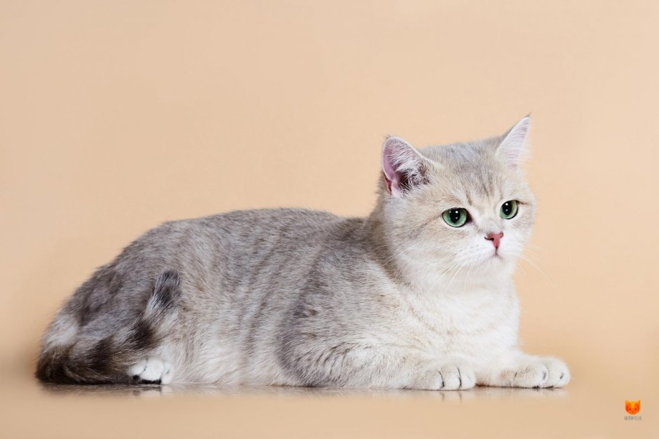Шотландская короткошерстная шиншилла