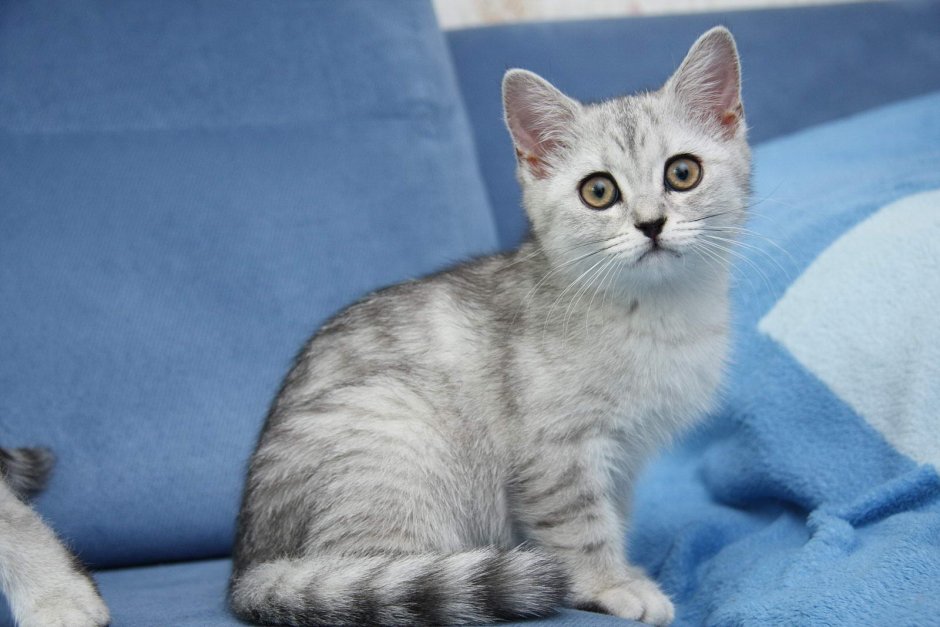 Шиншилла кошка серебристая короткошерстная