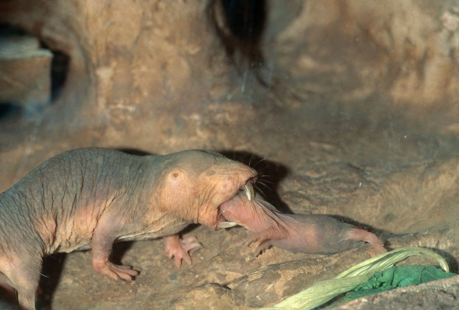 CANARIOMYS bravoi