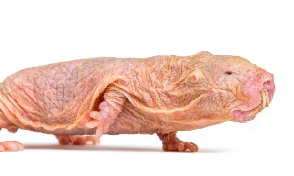 Сирийский хомяк лохматый