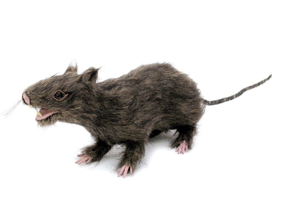 Paucidentomys vermidax