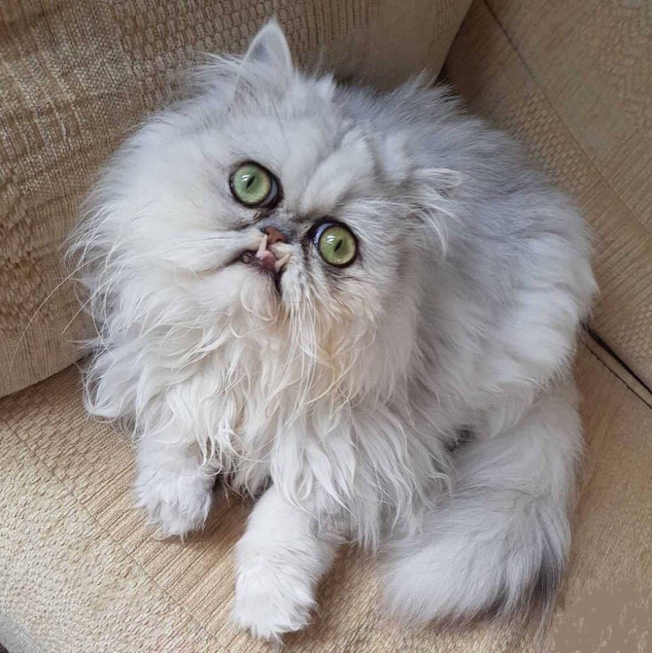 Сибирский перс кошка