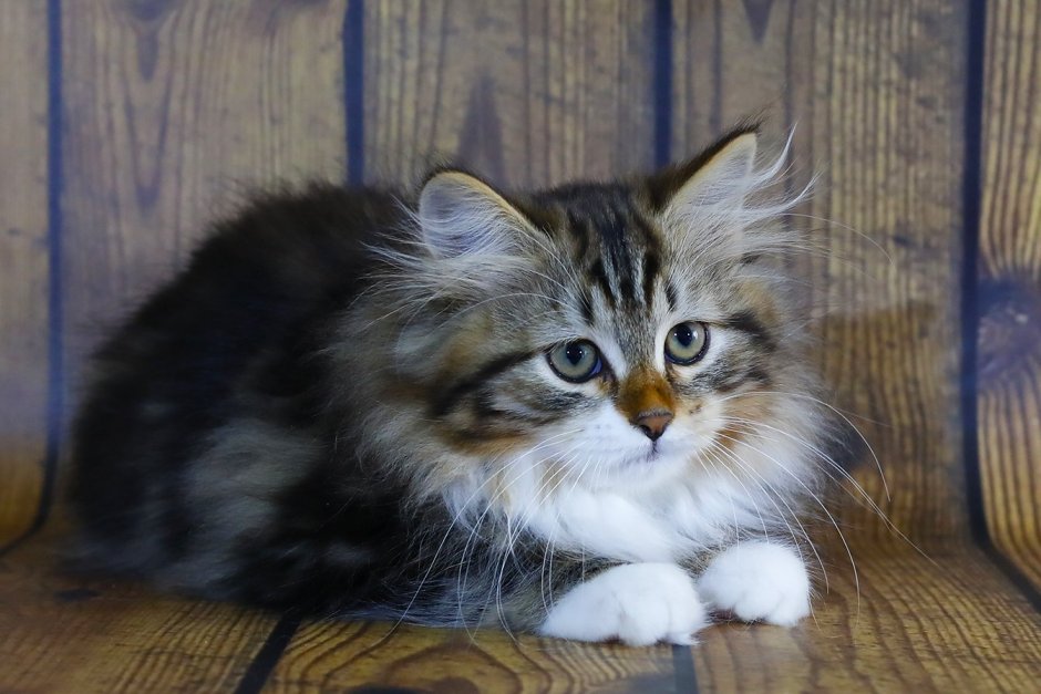 Сибирский перс кошка