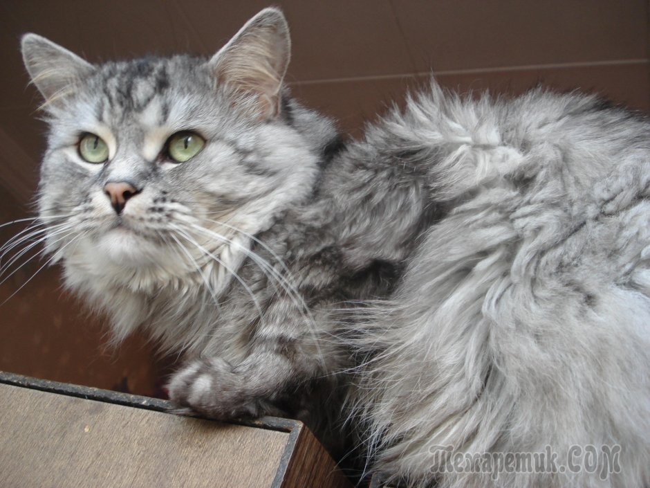 Персидская кошка Эстетика