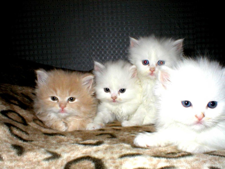 Персидский кот метис белый