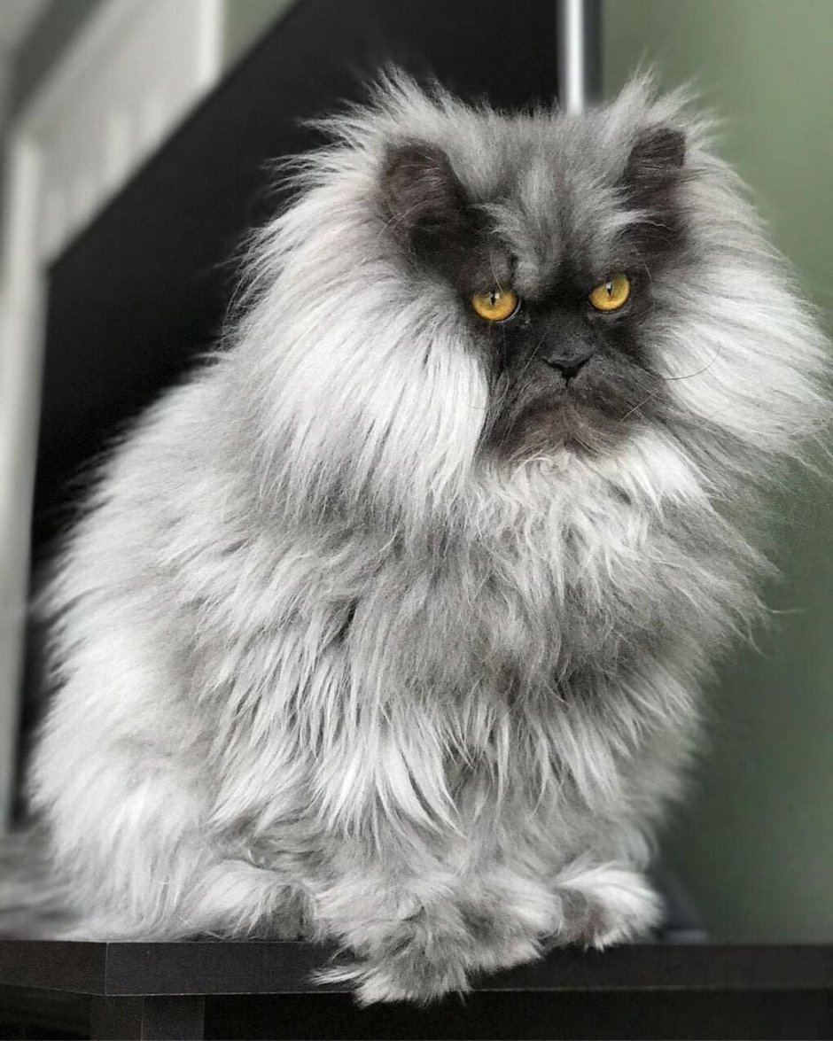Персидская длинношерстная кошка Джуно