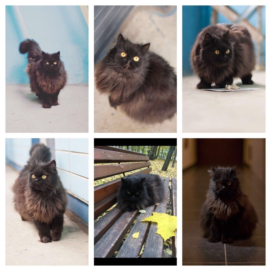 Персидский кот