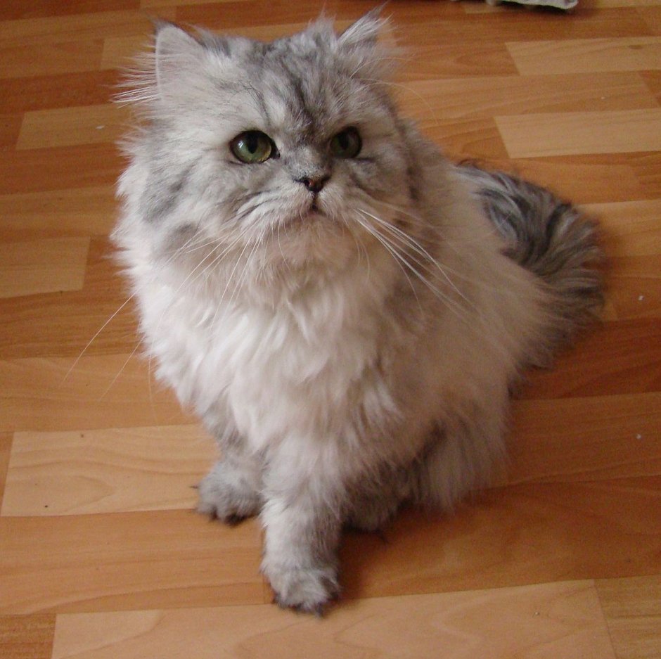 Персидская шиншилла кот Уилфред