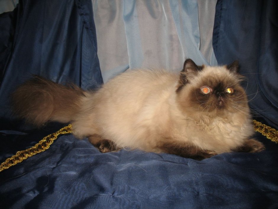 Сибирский кот помесь