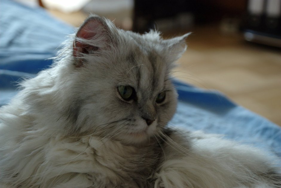 Персидская кошка разноцветная