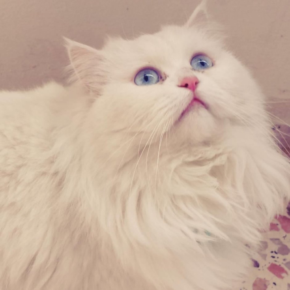 Персидская кошка смесь