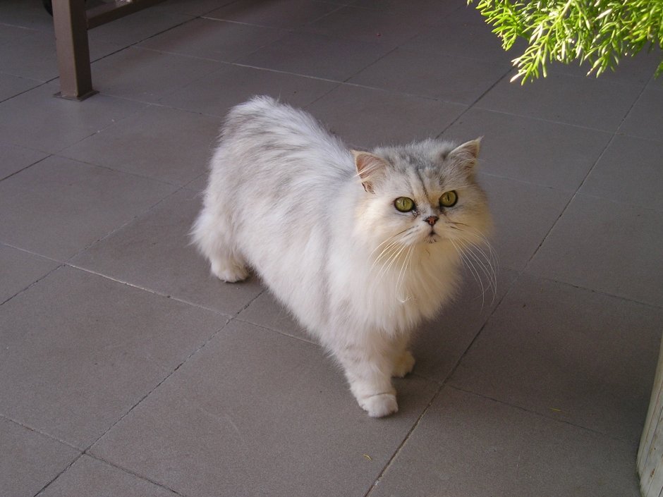 Персидская шиншилла серая