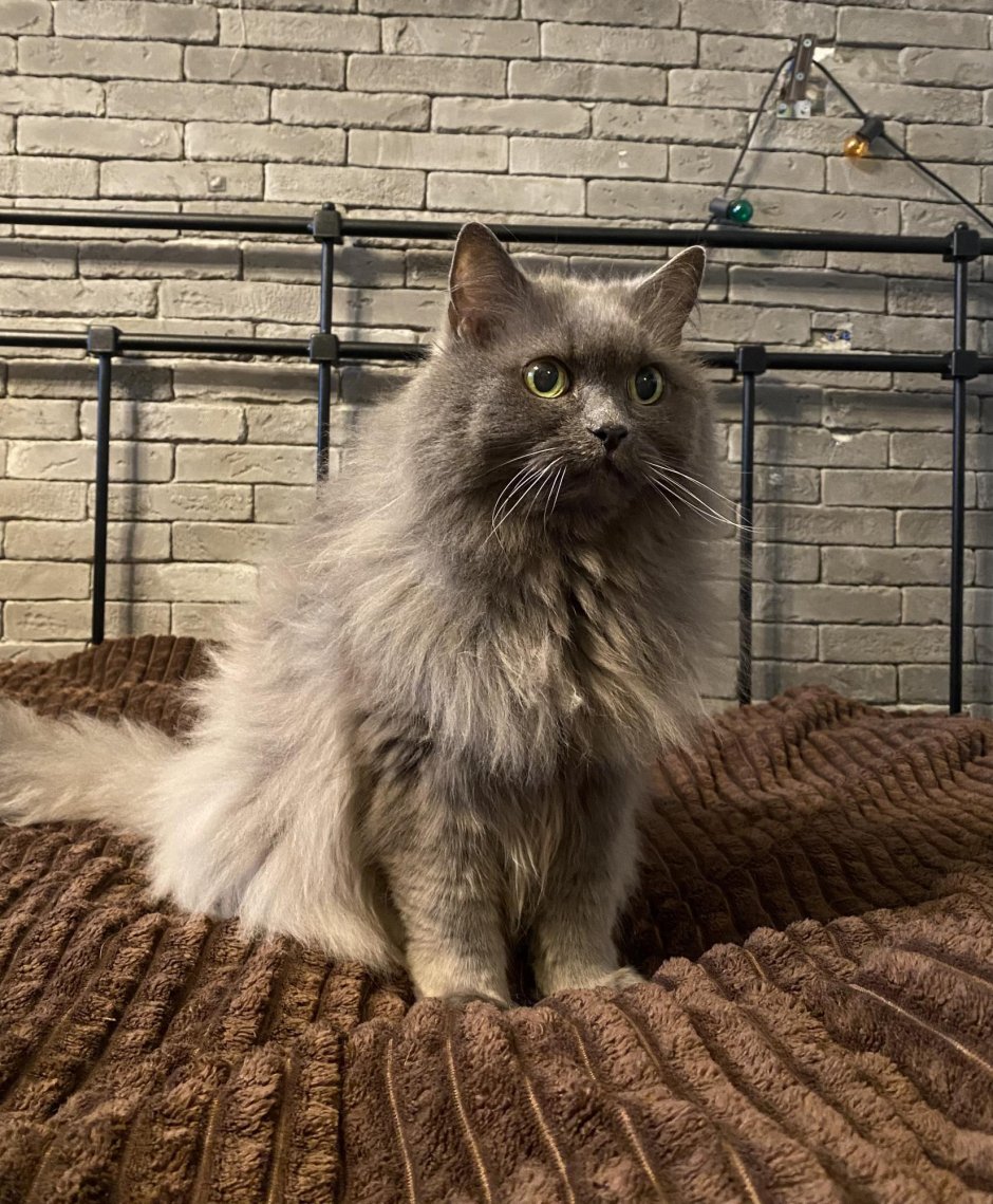 Персидский котенок 4 месяца