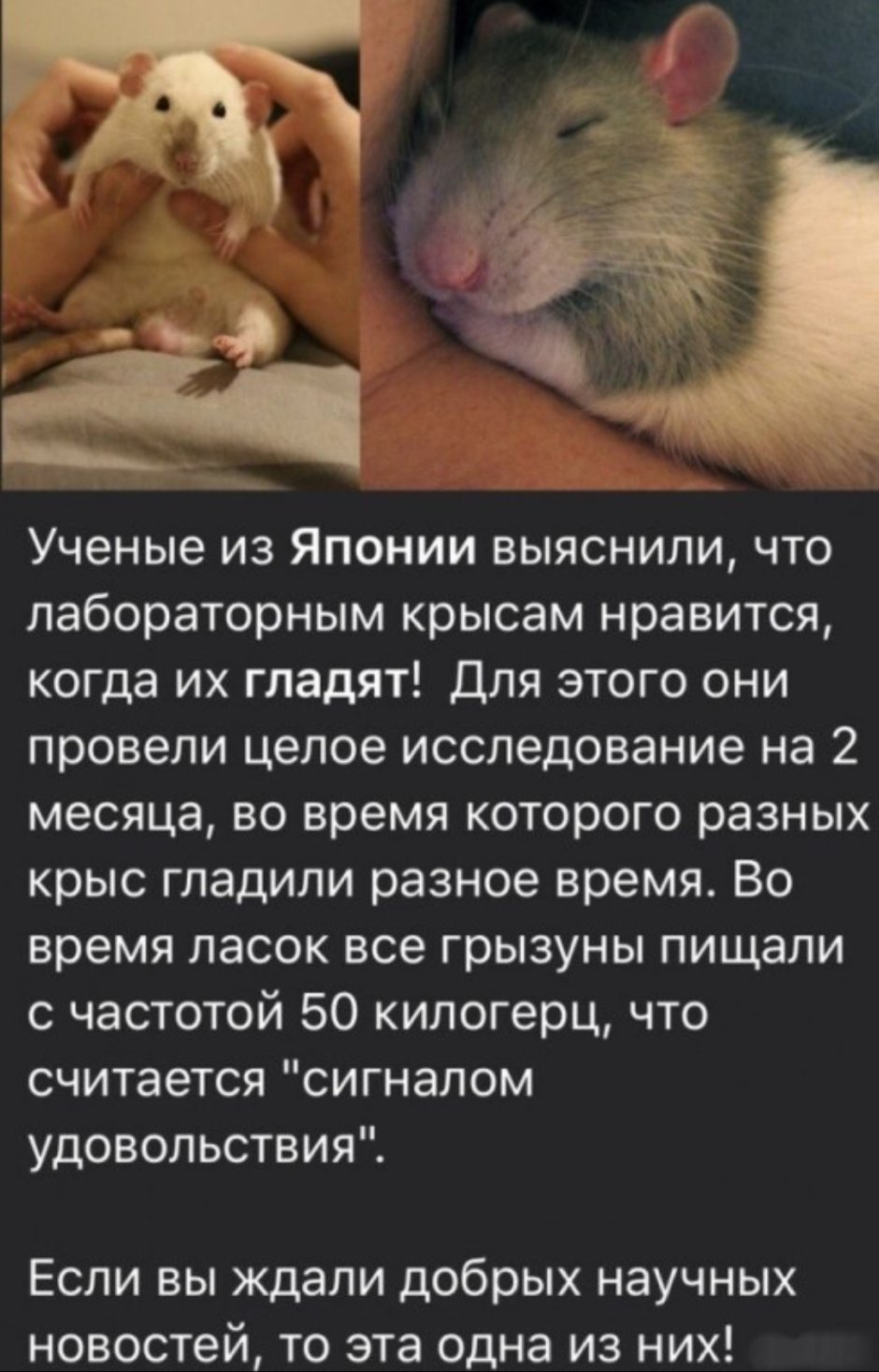 Мышь в руке