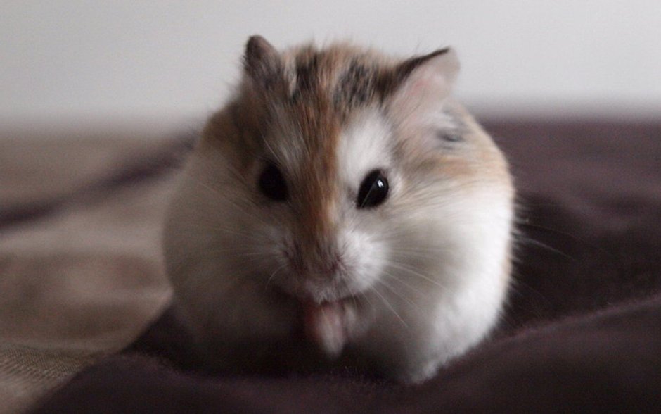 Hamtaro мультсериал