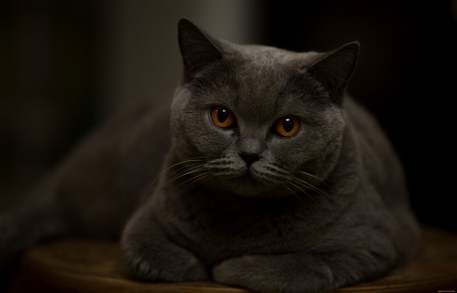 Кот британец темно серый