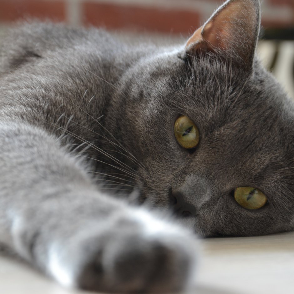 Дымчатая кошка