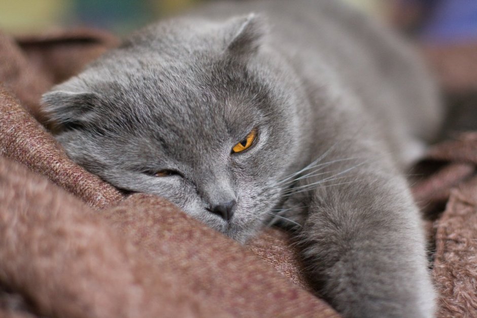 Добрый британский кот