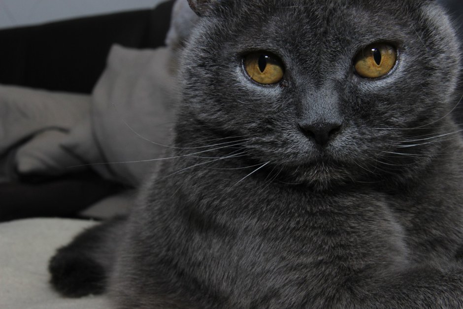Кошка серая