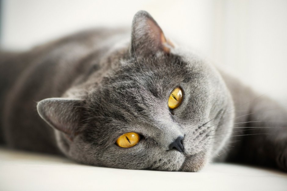 Кот британец серый